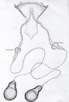 Downies Wood Gnat anatomy picture