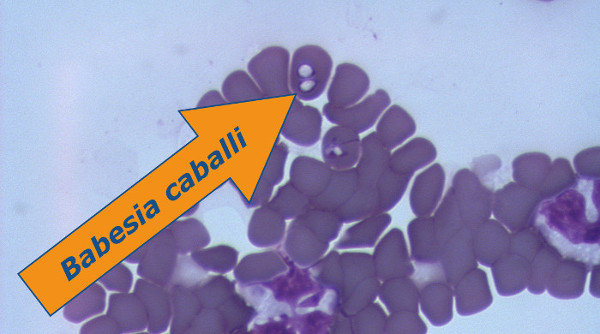 A Babesia caballi infected red blood cell