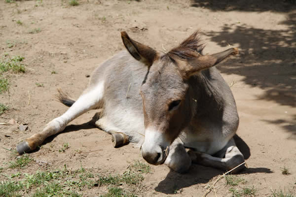 Donkey lying in the dust