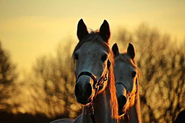 Horses heads
