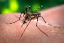 Image of an Aedes Aegypti Mosquito