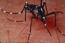 Image of Aedes Albopictus Mosquito