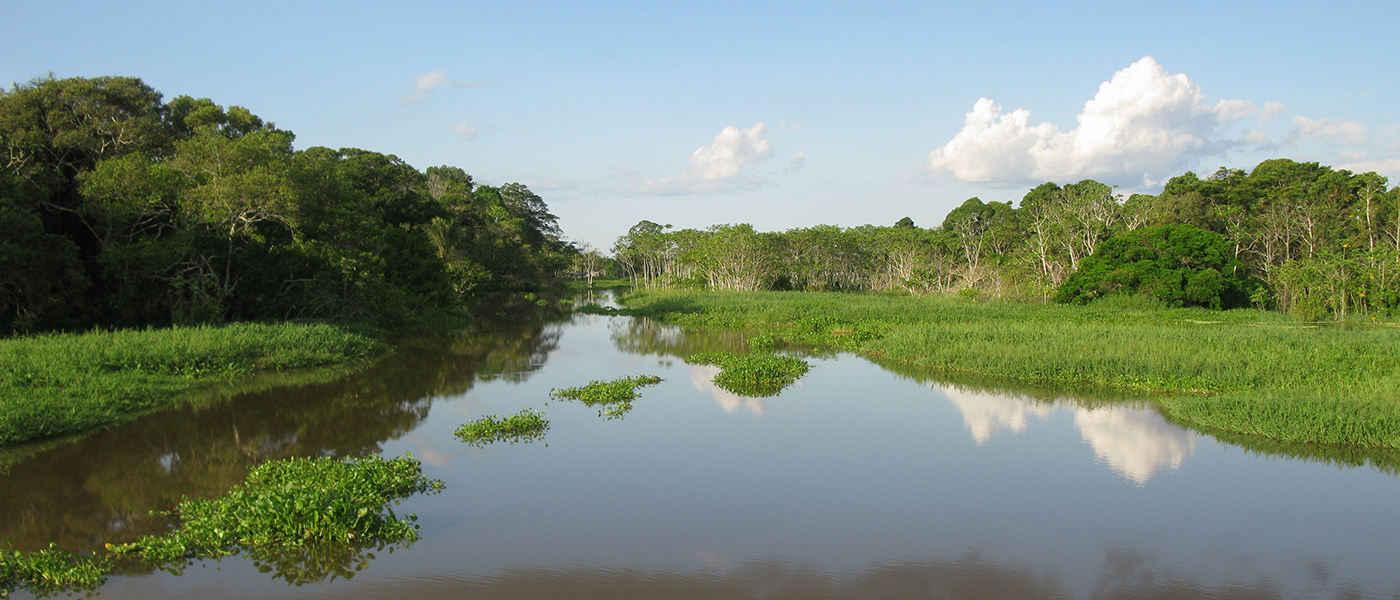 Image of river and jungle in South America