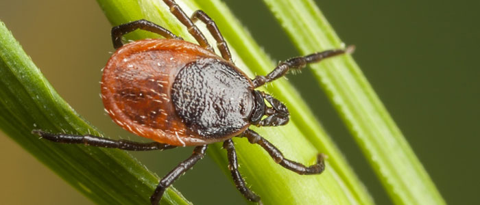 Photo of a tick on plant