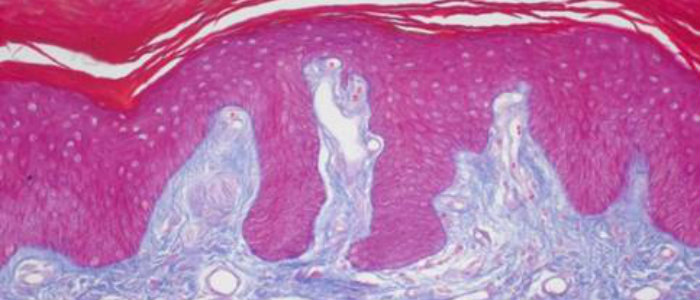 Image of a histology sample