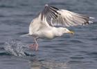 European Herring Gull in Flight