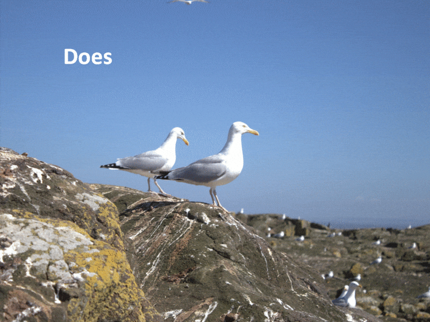 Gull GIF