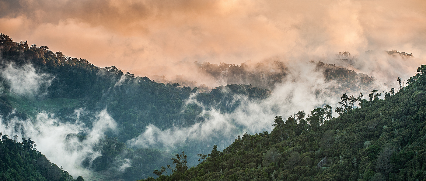 Image of South American Jungle