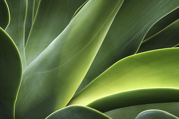 Abstract close-up shot of a plant