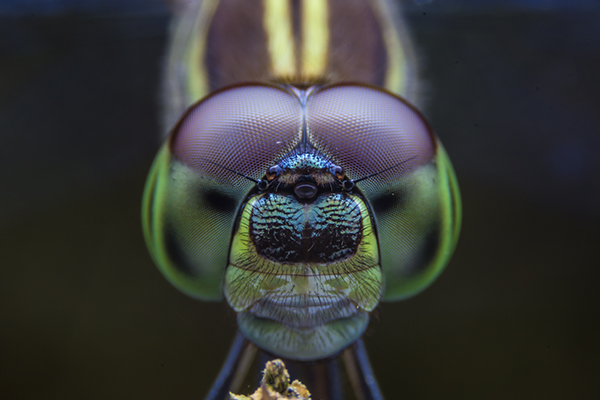 Macro close-up shot of an insect