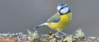 Image of a blue tit on branch