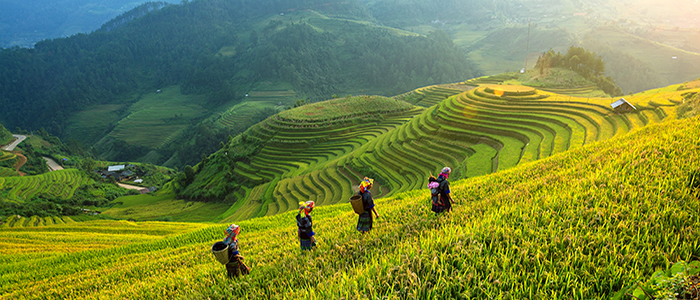 Women in rice paddy in Vietnam