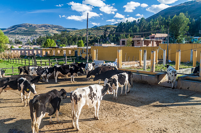 Cattle in Peru