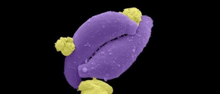 Plasmodium tile