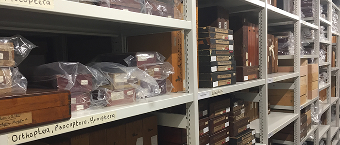 Hunterian Storeroom