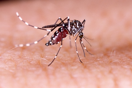 Dengue Zika mosquito