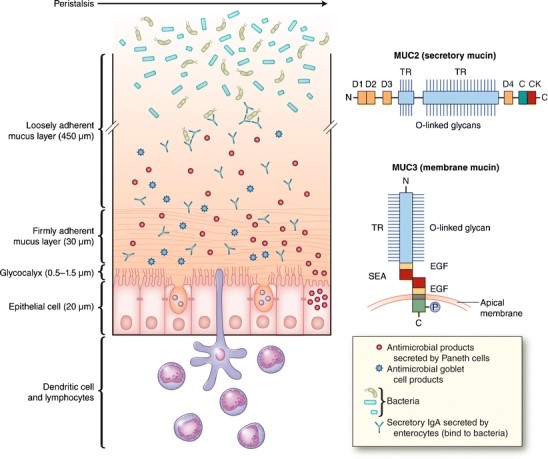 Mucus consists of a loosely and a firmly adherent layer. The firmly adherent layer attaches to the glycocalyx and epithelial cells (Kim et al., 2012).