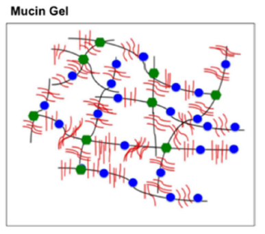 Mucus is a cross-linked network of mucin proteins bound mainly through disulphide bridges (green dots) (Bansil et al., 2013).