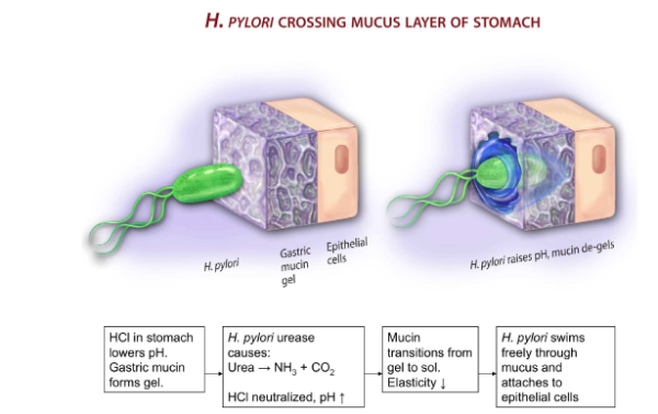 H. Pylori crossing the mucus barrier (Basil et al., 2013).