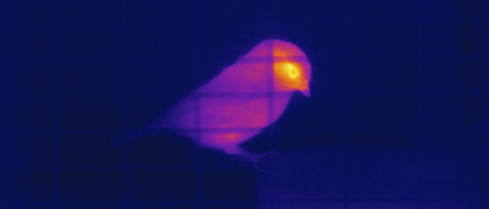 Thermal image of a bird