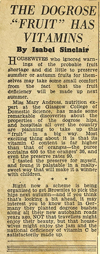 Newspaper cutting, October 1940. During the Second World War Andross undertook research to find new sources of Vitamin C following fruit shortages. She found that wild rose hip has a very high Vitamin C content and devised recipes to encourage members of the public to make use of them and preserve them. Courtesy of Archives and Special Collections, Glasgow Caledonian University.  