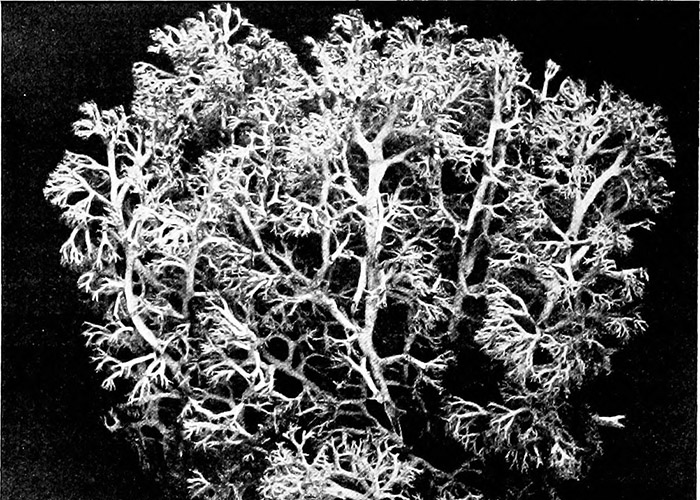 Reindeer Moss (Cladonia Rangiferina) from Smith's 'Lichens'