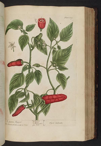From Blackwell’s A Curious Herbal. Image courtesy of the Biodiversity Heritage Library via Flickr under thre terms of a Creative Commons Attribution 2.0 Generic license (CC BY 2.0) 