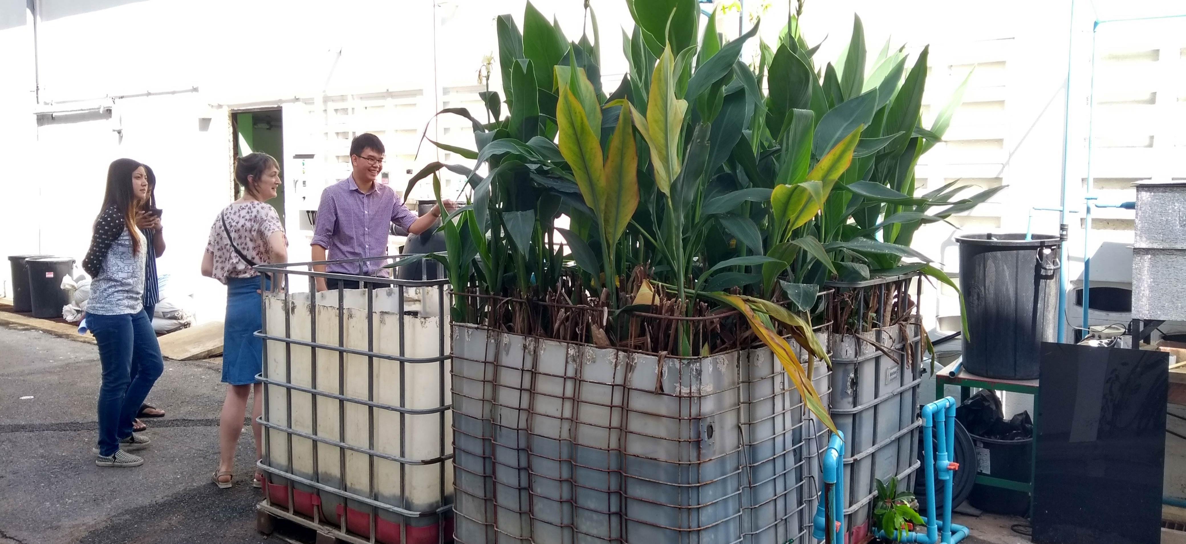 Large boxes filled with plants for waste water treatment experiments