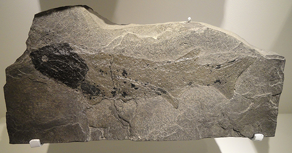 Cheirolepsis trailli fossil - similar to Cheirolepis cummingae named for Gordon-Cumming by Louis Agassiz. Image courtesy of Daderot - 