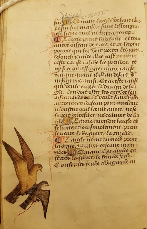 Page of Manuscript illustrated with a Golden Eagle and a Goshawk in flight