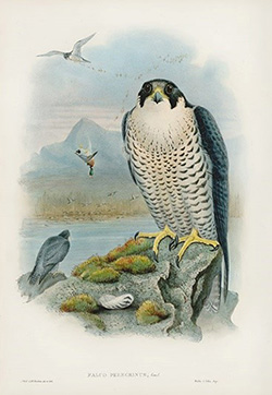 Hand coloured illustration of a Peregrine Falcon standing on coastal rock. Another bird stands on rock in mid distance and other birds or in flight in background. John Gould, The birds of Great Britain, 1804-1881, London, (1873) 