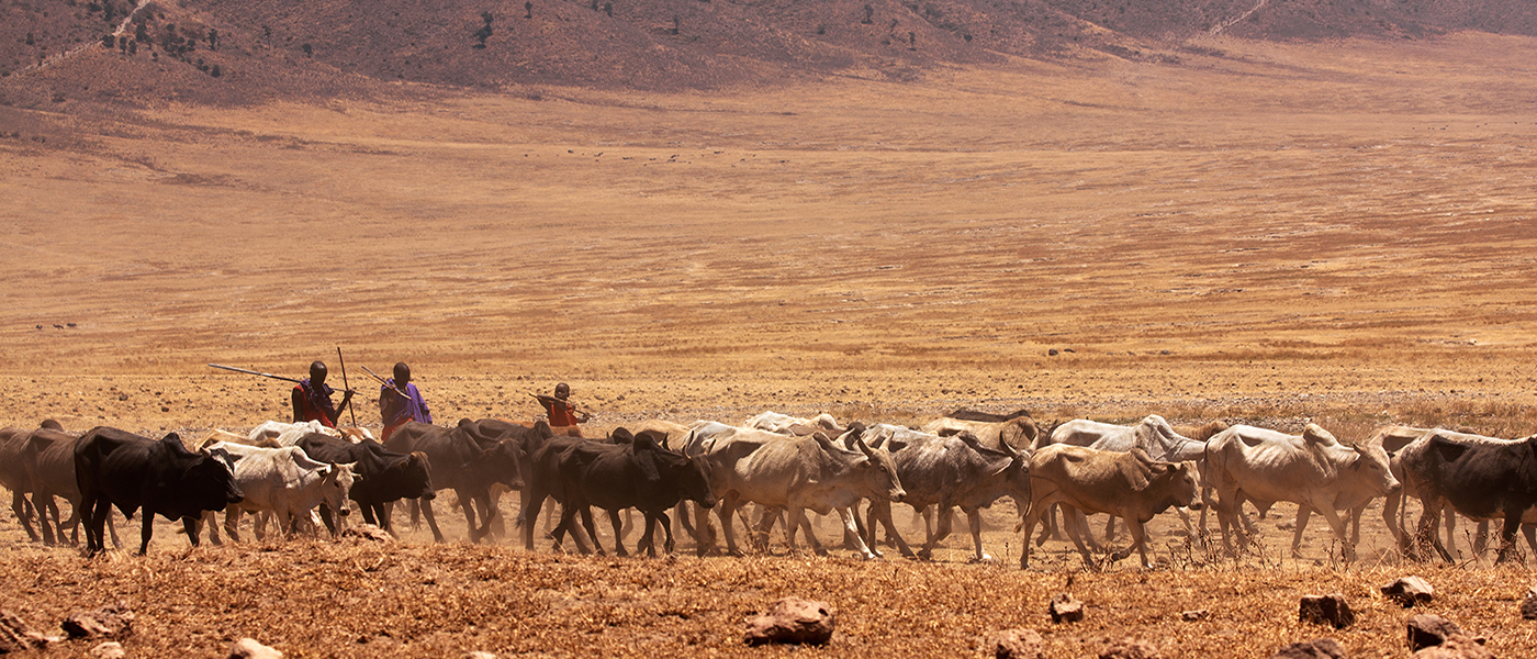 Maasai herdsmen with livestock in Tanzania