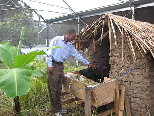 Livestock and humans in a semi-field system in Tanzania 