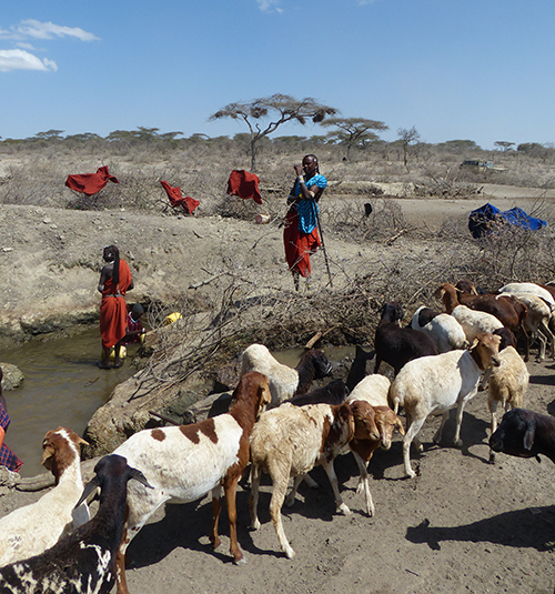 Livestock owners take their animals to a watering hole, Tanzania