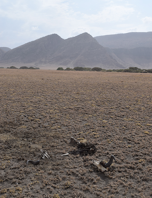 Desert conditions for anthrax in Tanzania