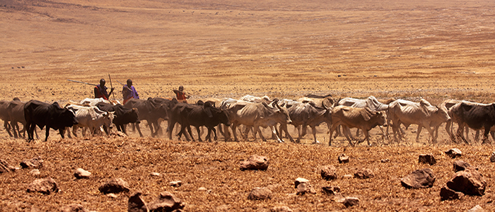 Maasai herdsmen with cattle