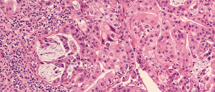 Image of a histology section
