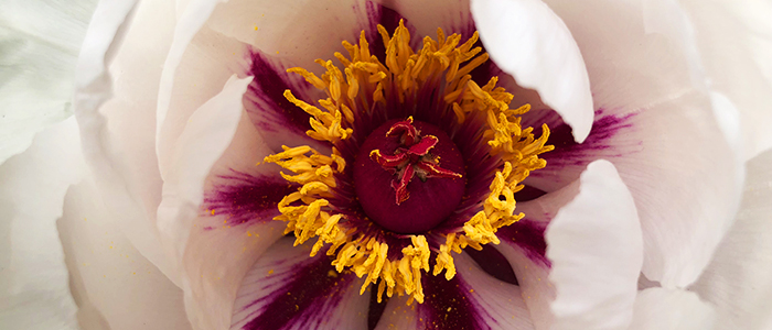 Campus flower