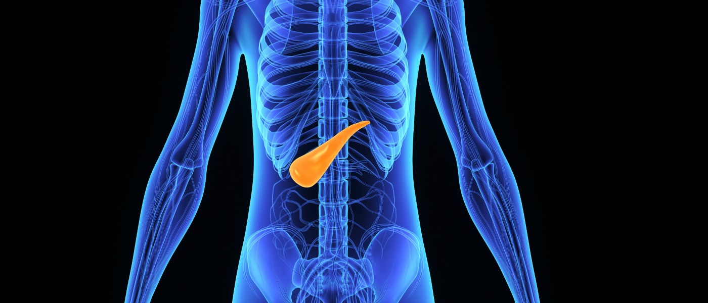 Graphic showing the pancreas highlighted in the human body