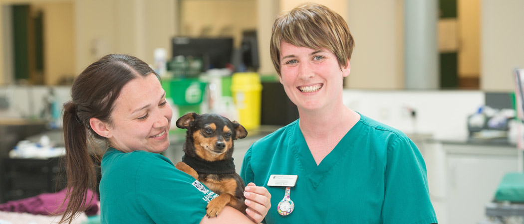 phd in veterinary nursing