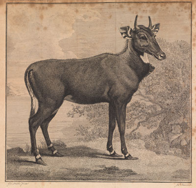 James Basire after George Stubbs, Nyl-ghau [Nilgai] © University of Glasgow Library, Archives and Special Collections.