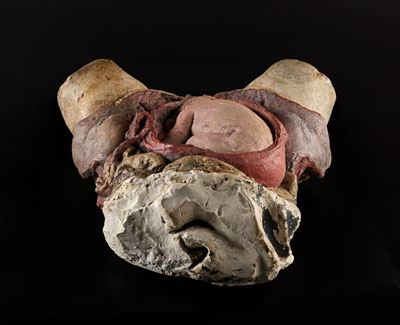 William Hunter and assistants, The child in the womb in its natural situation. One of the series of Gravid Uterus casts, c. 1750. © The Hunterian, University of Glasgow.