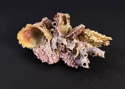 Thorny oyster shell, Spondylus gaederopus Linnaeus, 1758 © The Hunterian, University of Glasgow.