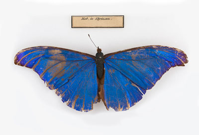 Rhetenor blue morpho butterfly, Morpho rhetenor Cramer, 1775 © The Hunterian, University of Glasgow.