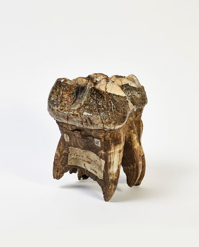 Mastodon tooth, Late Tarantian, Pleistocene epoch, Ohio, North America © The Hunterian, University of Glasgow.