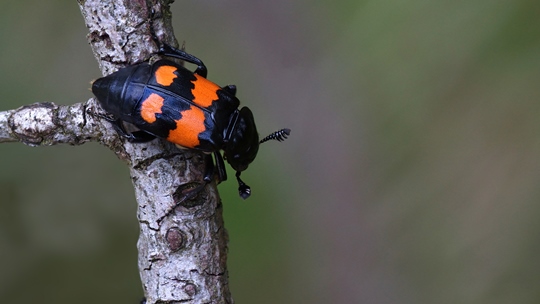 Burying Beetles 450