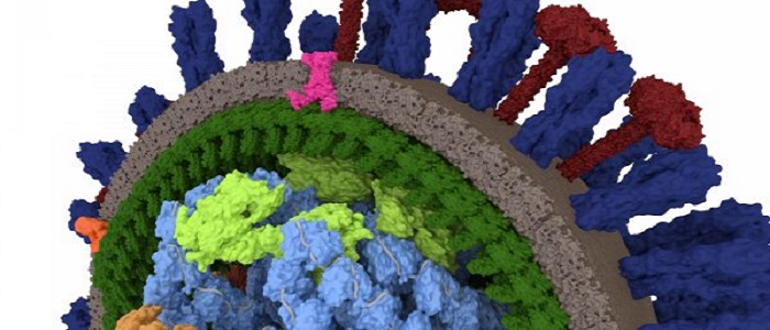 3D graphic of influenza virus structure.  Image courtesy of Naina Nair. 