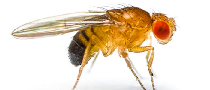 Drospophila fruit fly