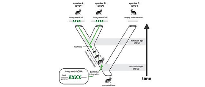 Integration and evolution of endogenous viral elements 