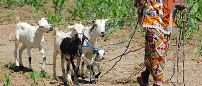 Image of goats being led by a herder